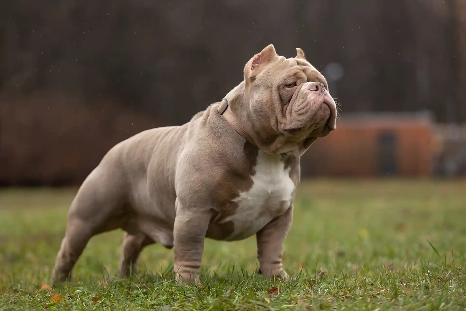 TIANO BULLS DAR